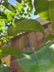 Sarucallis kahawaluokalani