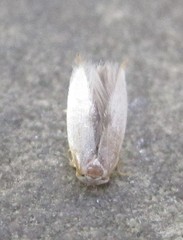 Pseudopostega quadristrigella