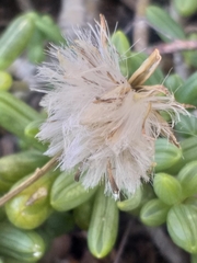 Senecio abbreviatus