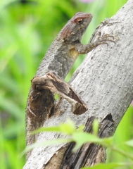 Sceloporus horridus