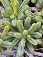 Senecio abbreviatus