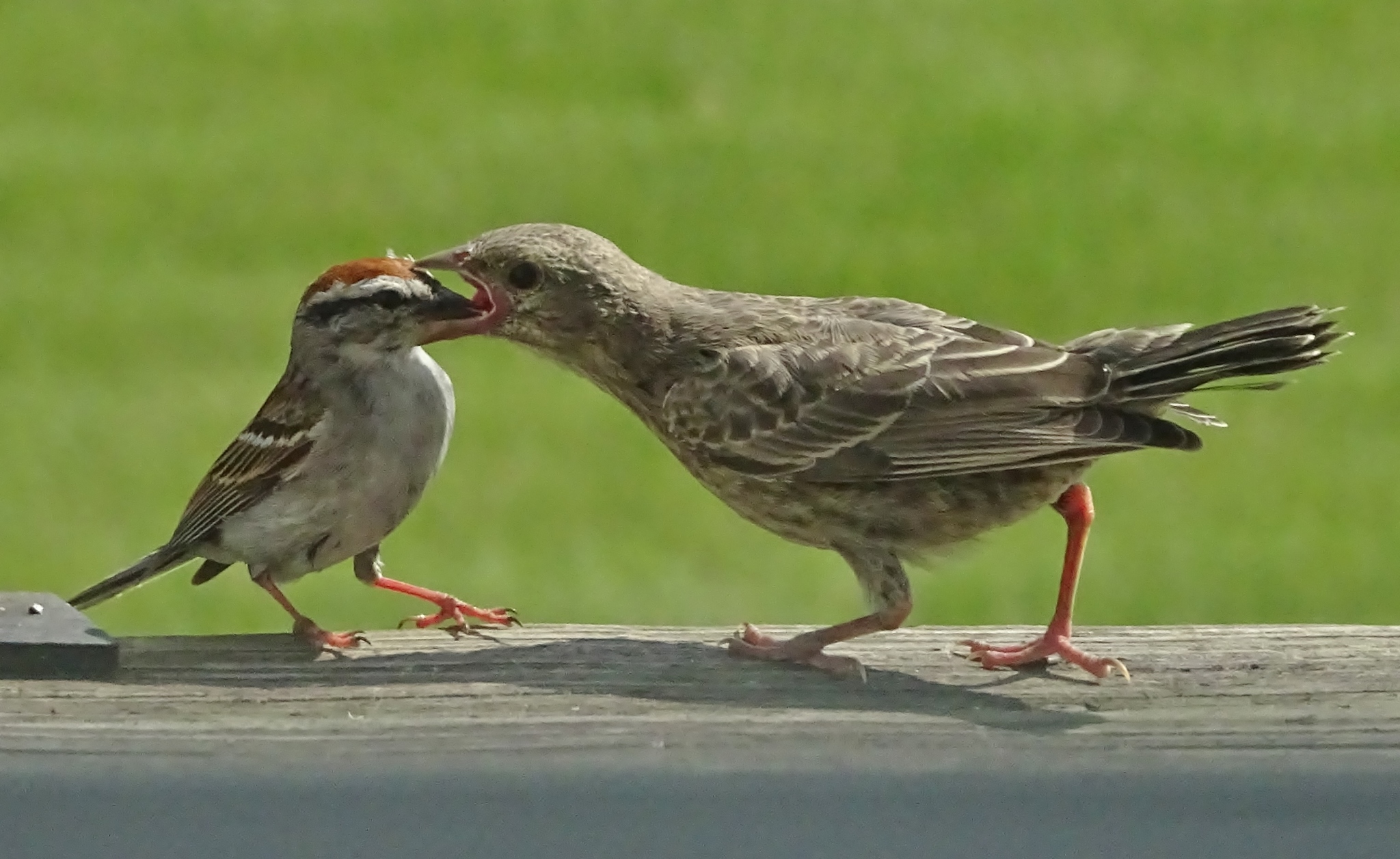 Chipping Sparrow (Spizella passerina)