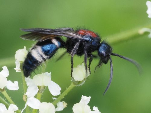 Large Velvet Ant