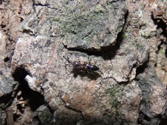 Brasema leucothysana