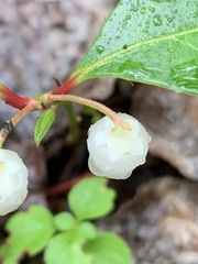 Gaultheria procumbens image