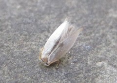 Pseudopostega quadristrigella