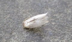 Pseudopostega quadristrigella