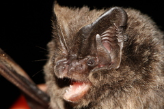 Barbastella barbastellus