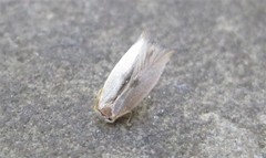 Pseudopostega quadristrigella