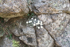Castroviejoa frigida