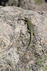 Archaeolacerta bedriagae