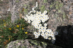 Castroviejoa frigida