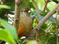Turdus rufiventris