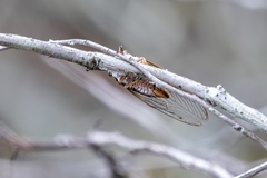 Diceroprocta olympusa