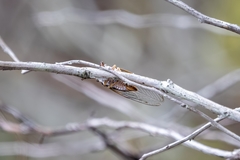 Diceroprocta olympusa