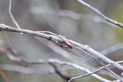 Diceroprocta olympusa