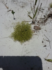 Paronychia chartacea chartacea