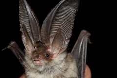 Plecotus macrobullaris