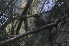 Sitta whiteheadi