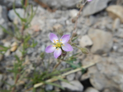 Spergularia media media