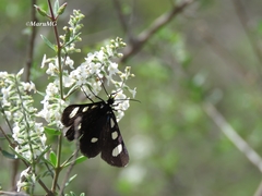 Alypiodes bimaculata