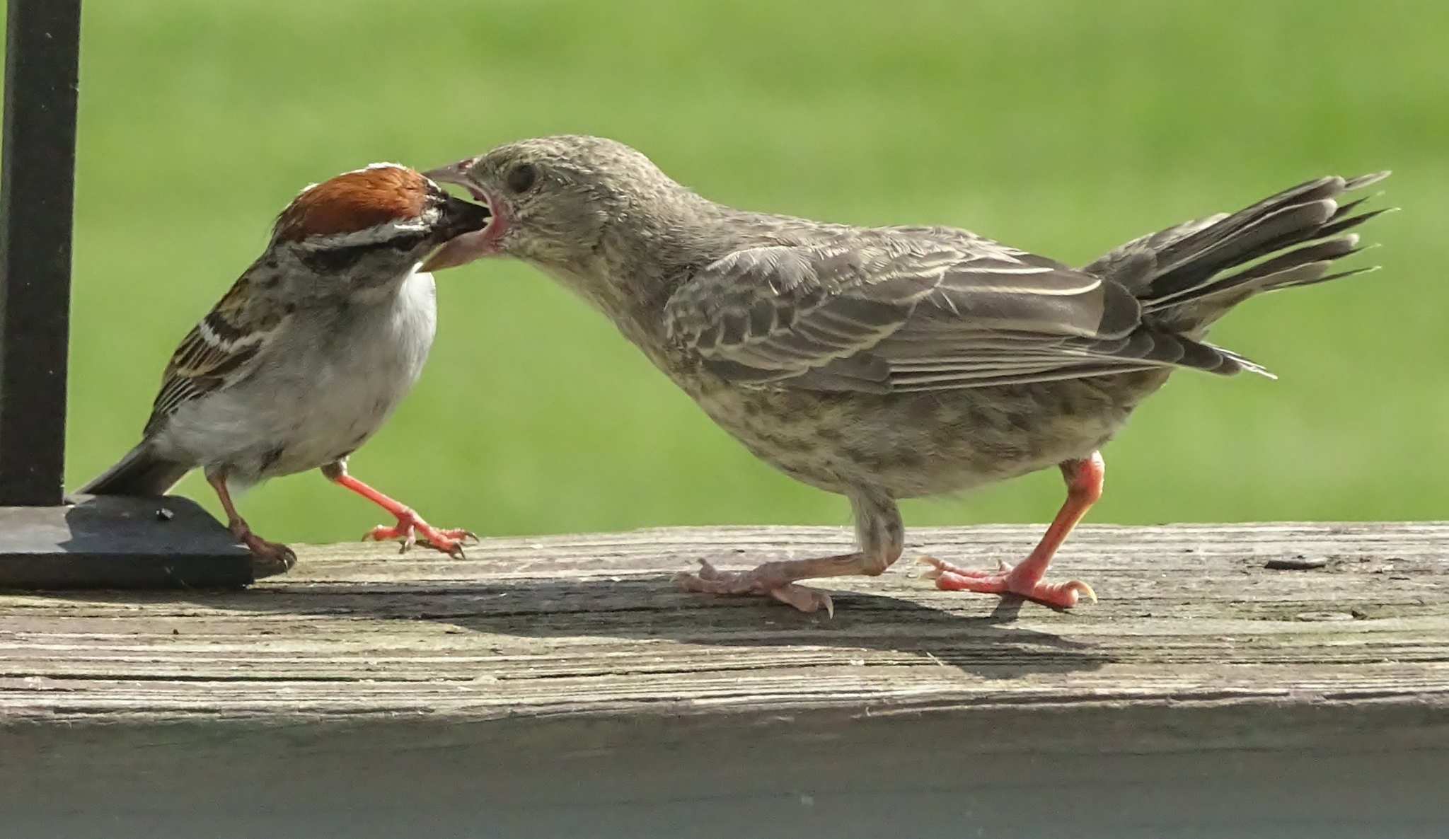 Brown-headed Cowbird (Molothrus ater)