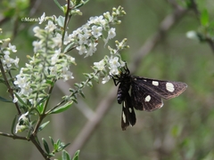 Alypiodes bimaculata