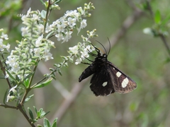 Alypiodes bimaculata