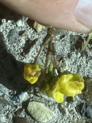 Utricularia australis