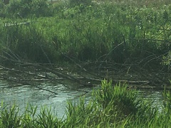 Chrysemys picta marginata