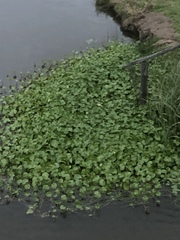 Hydrocotyle ranunculoides