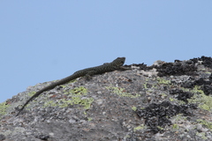 Archaeolacerta bedriagae