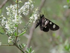 Alypiodes bimaculata