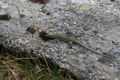 Archaeolacerta bedriagae