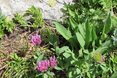 Trifolium parryi