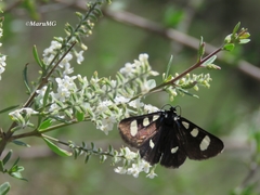 Alypiodes bimaculata