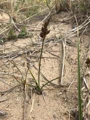 Carex arenaria