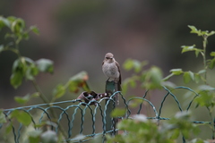 Muscicapa striata tyrrhenica