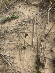 Carex arenaria
