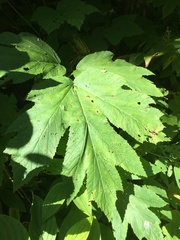 Heracleum maximum