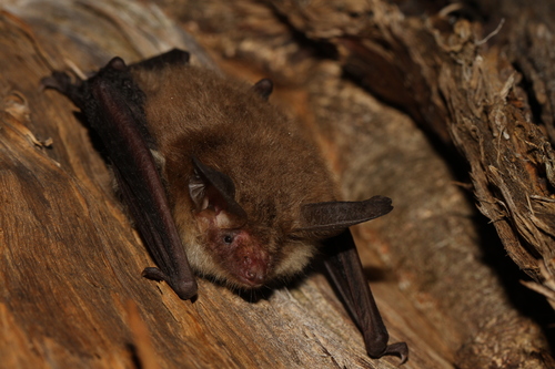 Bechstein's bat