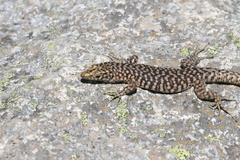 Archaeolacerta bedriagae