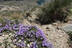 Clinopodium corsicum