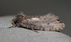 Acrolophus cockerelli