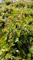 Saxifraga cernua
