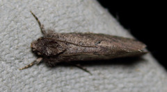 Acrolophus cockerelli