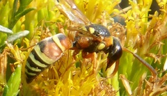 Megapterocheilus