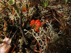 Cladonia coccifera