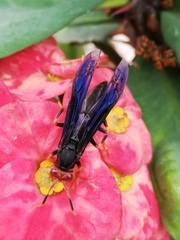 Polistes erythrocephalus