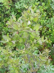 Ilex mucronata image